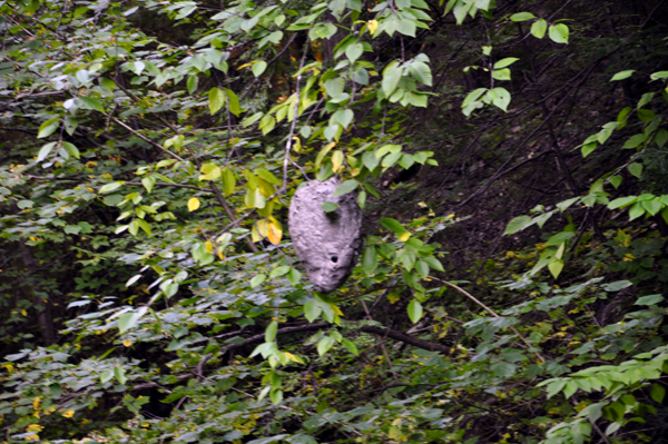 a large beehive and bees on the side of the cliff